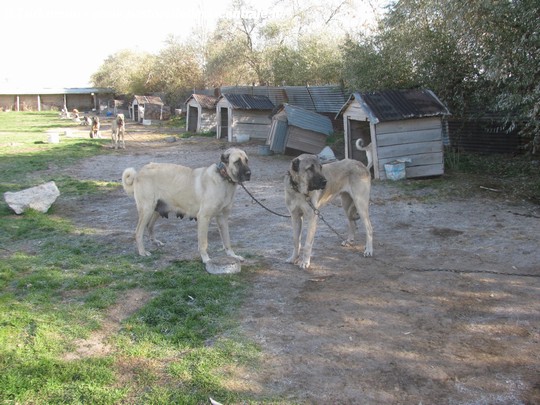 Cucciolo Di Kangal Il Mio Viaggio In ANATOLIA Turchia SIVAS KANGAL